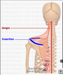 <p>Spine of scapula</p><p>Acromion</p><p>Clavicle (lateral third)</p><p>SAC </p><p>embraces the origin of the deltoid</p>