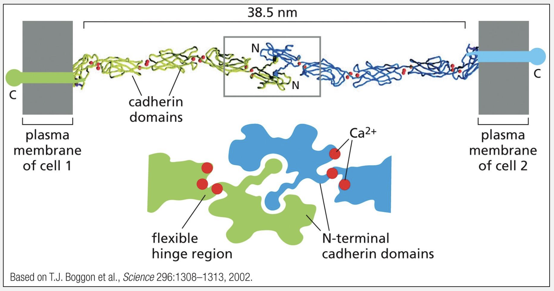 <p>Cadherin adherens junctions link what cytoskeleton?</p>