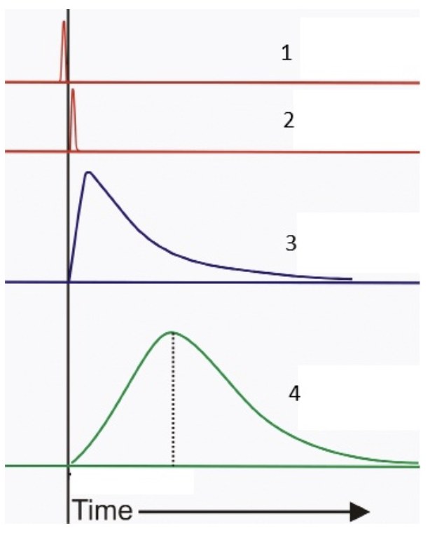 <p>This picture shows various stages of muscle activation. Which is which?</p>