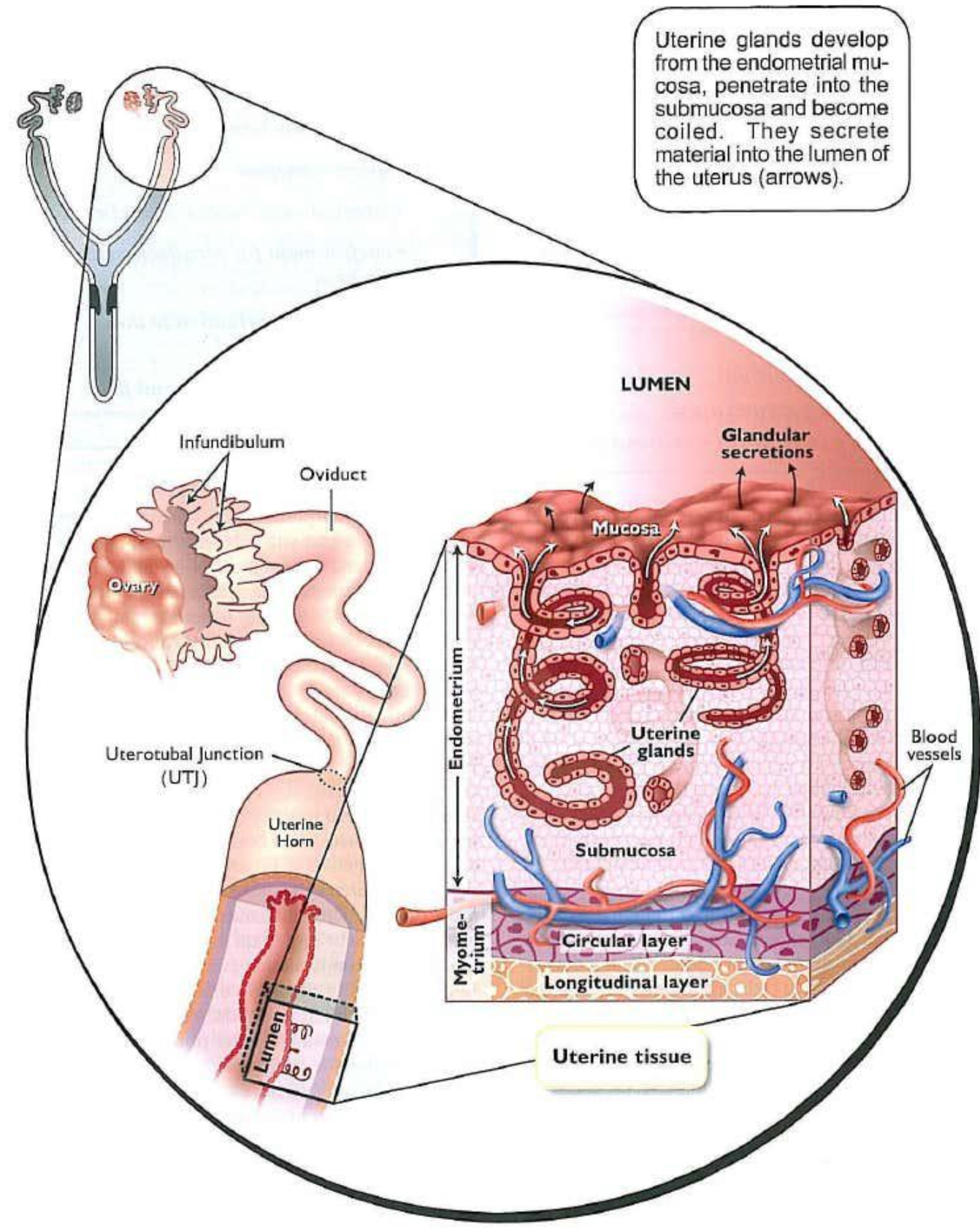 <p>Duplex: 2 cervical canals that separate each uterine horn (ex: marsupials and rabbits </p><p>Bicornuate: 2 uterine horns and small uterine body, single cervical canals (cows, ewe, goat, sow, bitch, queen, mare)</p><p></p><p>Caruncles: maternal placenta attchemnet site </p>
