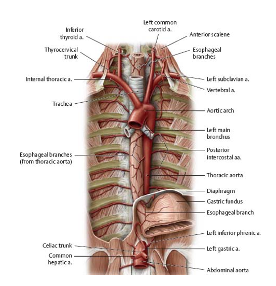 <p>blood supply of the upper, middle, and lower parts of the esophagus </p>