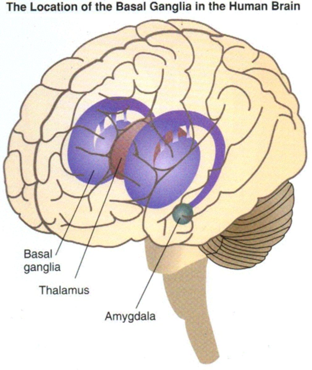 <p>The basal ganglia is a highly complex system of neural pathways that receive input and relay messages back to the brain via the thalamus.</p><p>Damage to the BG results in unusual body postures, dysarthria, involuntary movements, changes in body tone. It's part of the extrapyramidal system which regulates motor movements.</p>