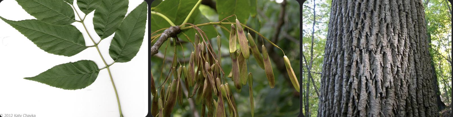<p>Identify this tree</p>