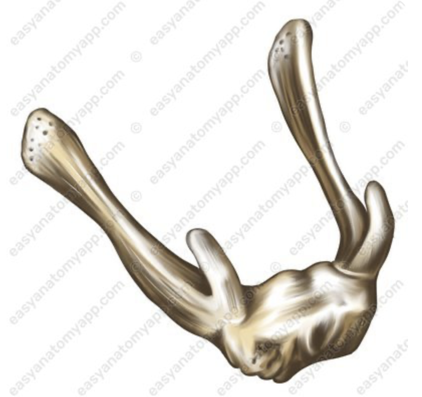 <p>Hoe heet dit bot?</p>