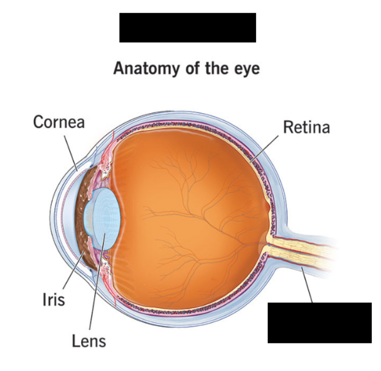 <p><br></p><p>Lies medial to the fovea centralis. <span>Nerve fibers from the eye converge and exit the eye at the optic disc.</span></p>