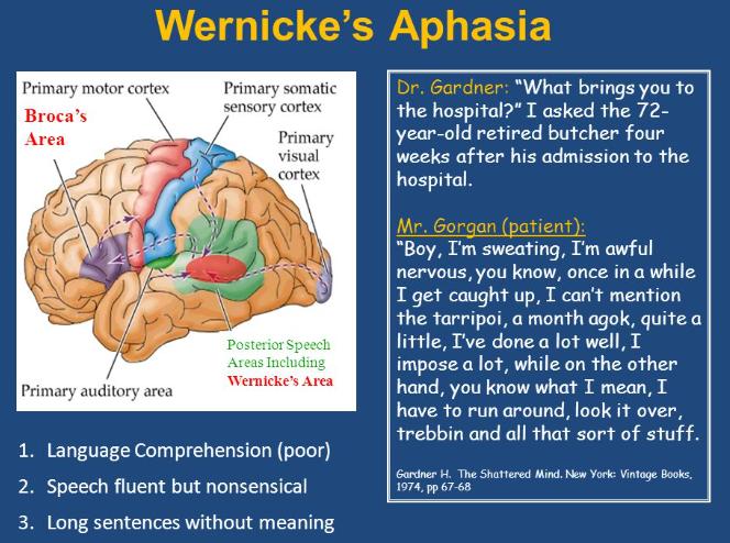 <p><span>A lack of speech</span><strong>&nbsp;comprehension</strong><span> is called </span><span style="color: mediumseagreen !important;"><strong>Wernicke’s aphasia</strong></span></p>