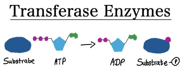 <p>reactions that transfer functional groups between molecules</p>