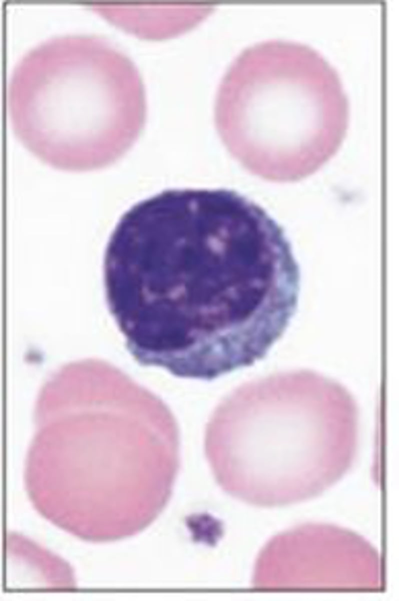 <p>Identify the blood formed element</p>