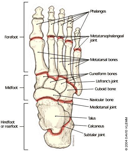 <ol><li><p>talus: articulates with tibia and fibula at ankle joint</p></li><li><p>calcaneus: heel bone, largest tarsal bone</p></li><li><p>navicular: boat-shaped bone on medial side</p></li><li><p>cuboid: cube-shaped bone on lateral side</p></li><li><p>cuneiforms: three wedged-shaped bones</p></li><li><p>metatarsals: five long bones of the midfoot</p></li><li><p>phalanges: toe bones</p></li></ol><p></p>