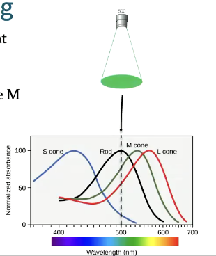 <p>Consider a pure green light that only contains a wavelength of 500 nm</p><ul><li><p>It will strongly activate the M cones and the L cones but only weakly activate the S cones</p></li><li><p></p></li></ul><p></p>