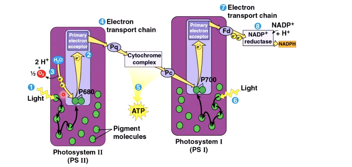 <p>2 ATP</p><p>2 NADHP</p>