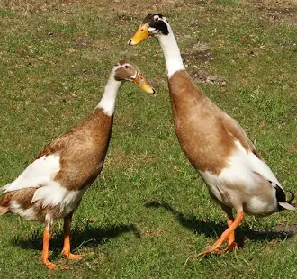 <p>(duck-poultry)</p>
