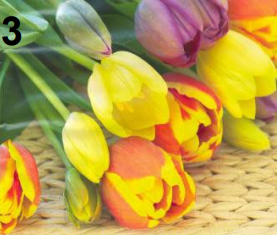 <p>Tulipa</p>