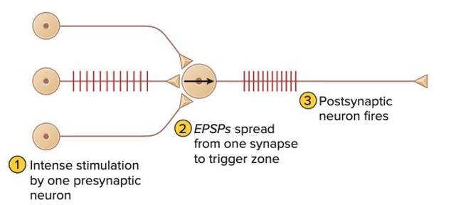 <ul><li><p>ADD effect</p></li><li><p>many EPSP made at SAME synapse by many high frequency APs on PREsynaptic neuron</p></li><li><p>1 neuron fire many times</p></li></ul><p></p><p>same for IPSP but opp effect → INC hyperpolarization</p>