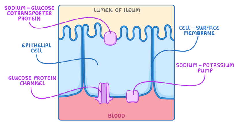 <p>Sodium ions are actively transported out of epithelial cells into the blood by a sodium-potassium pump (this simultaneously brings potassium in). This creates a concentration gradient because there is now a lower concentration of Na+ in the lumen of the ileum than the epithelial cells. Na+ diffuses from lumen to Ecells down the concentration gradient through a sodium-glucose co-transporter, also bringing glucose with it (against its own concentration gradient). This creates a higher concentration of glucose in the Ecells than the blood, so glucose diffuses into the blood via facilitated diffusion (channel protein).</p>