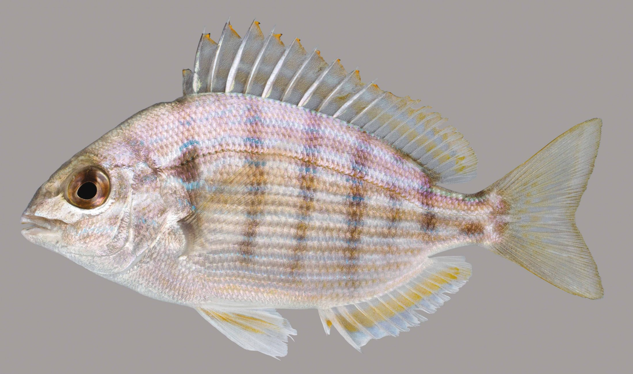 <ul><li><p><span style="background-color: transparent;"><strong><u>Like a scup and a spot had a baby lol — pin the tail on the donkey? idfk</u></strong></span></p></li><li><p><span style="background-color: transparent;"><strong><u>Bars, stripes, and big pectoral </u></strong></span></p></li><li><p><span style="background-color: transparent;">Anal fin with yellowfish inner band and caudal </span></p></li></ul><p></p>