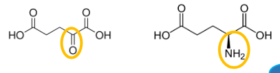 <p>Name the keto acid and its amino acid</p>