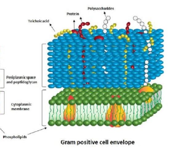 <p>gram positive bacteria</p>
