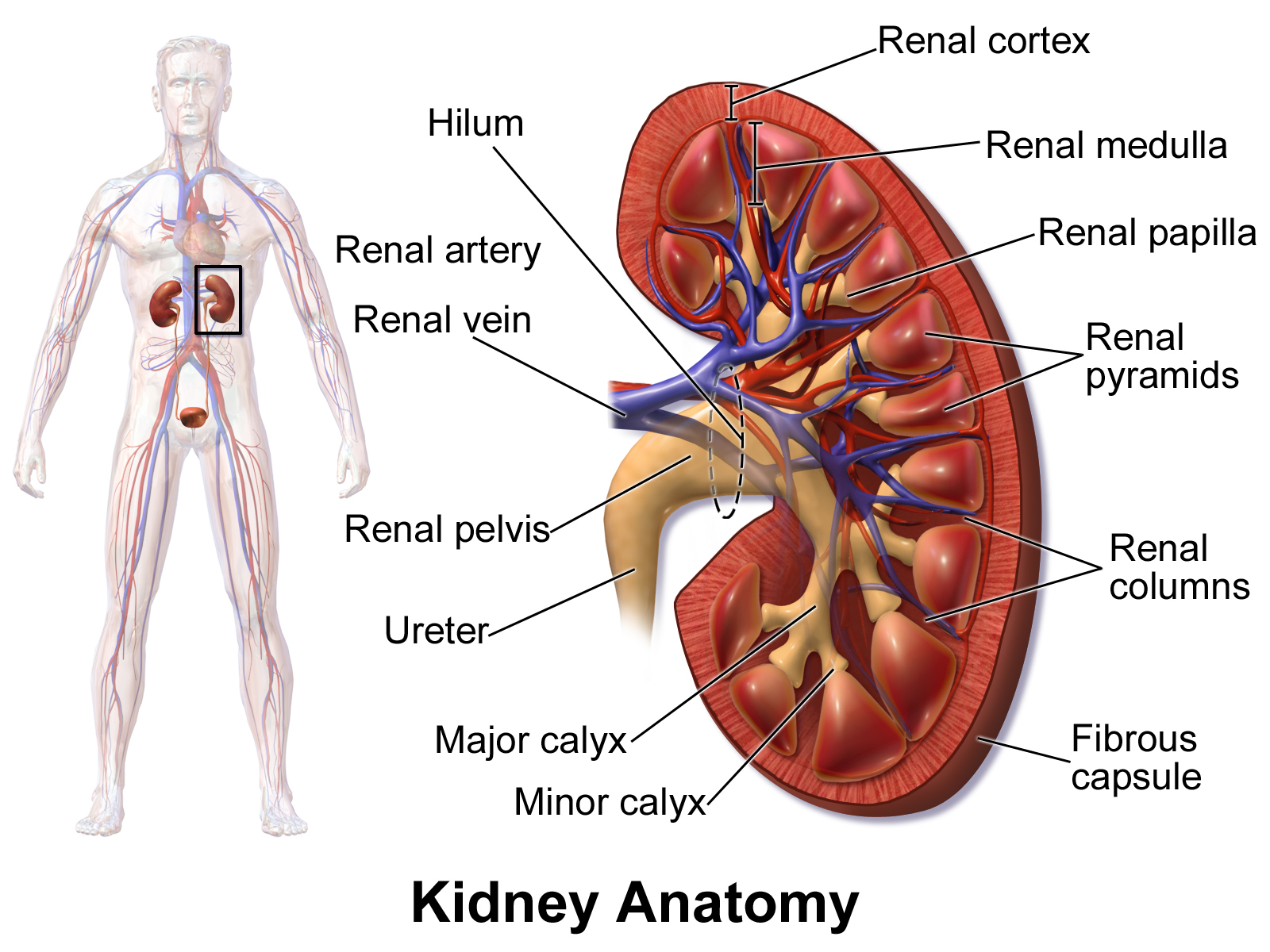 <ul><li><p>renal cortex - outer, granular red brown bc lots of blood flow</p></li><li><p>renal corpuscles - in cortex, gives granular shapes bc glomerolus balls </p></li><li><p>glomerulus - filters blood</p></li><li><p>medulla - inner</p></li><li><p>pyramids - striped bc lots of rubules tubules </p></li><li><p>columns - between renal pyramids</p></li><li><p>calyces - collects urine from renal tubes, minors connect into a major</p></li><li><p>pelvis - calyces connect and urine drains</p></li></ul><p></p>