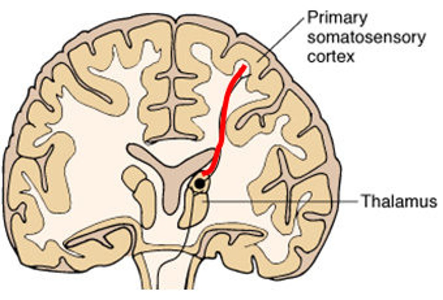 <p>Thalamus → cortex</p>