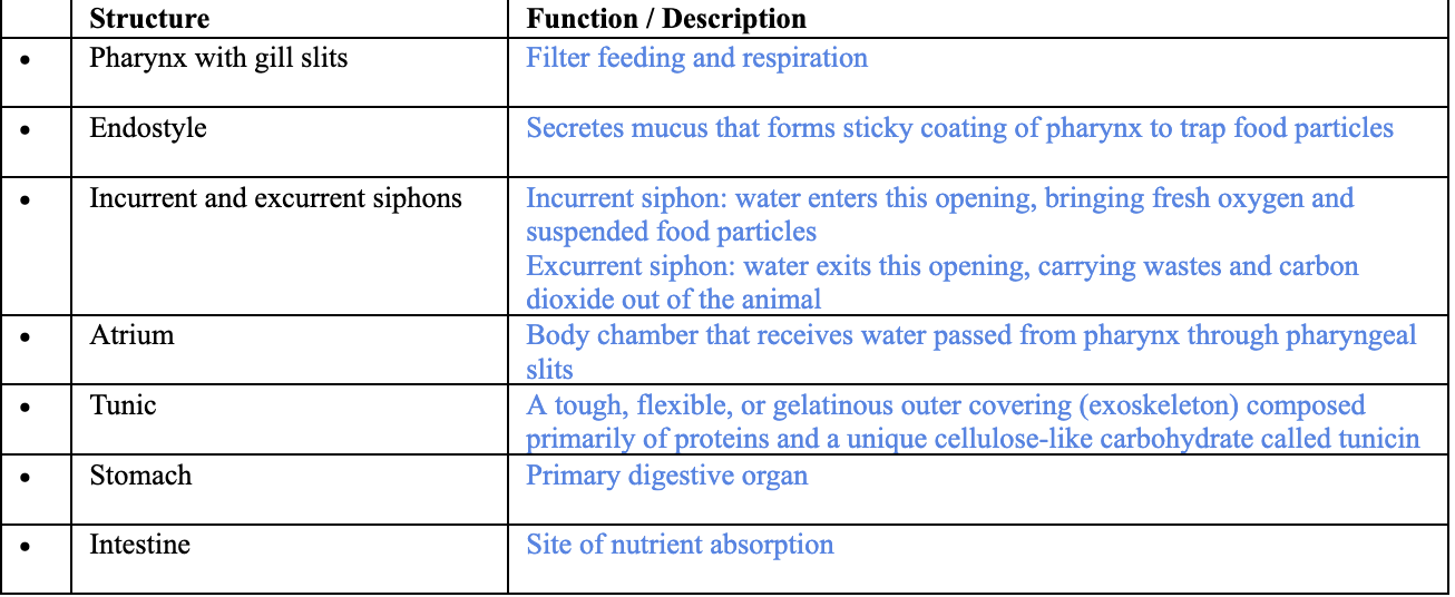 <p><span style="background-color: transparent;">Clade Urochordata (Tunicata) within Clade Chordata</span></p><ul><li><p>Not included in diagram: tunic</p></li></ul><p></p>
