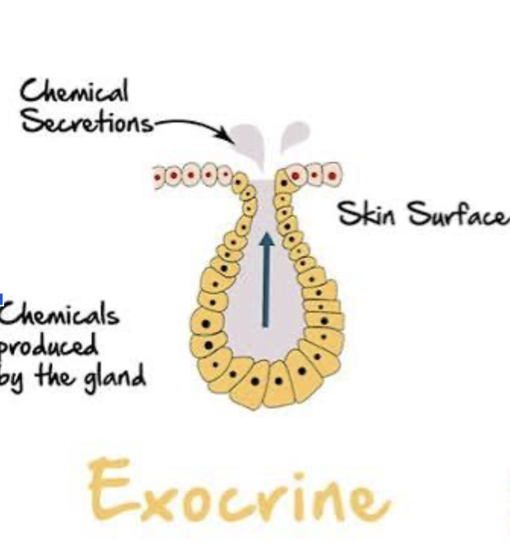 <p>Exocrine Glands</p>