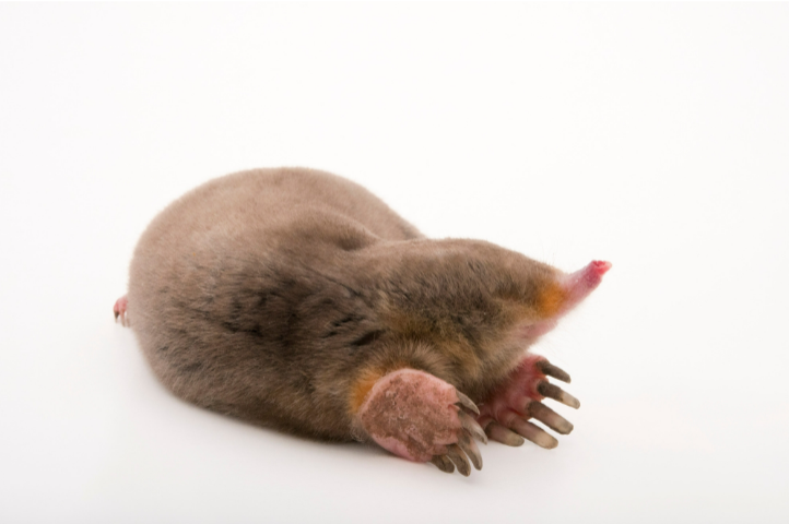 <p>• Pinnae absent</p><p>• Elongate pink snout</p><p>• Large claws for digging</p><p>• short, mostly hairless tail</p><p>• Lustrous pelage</p>