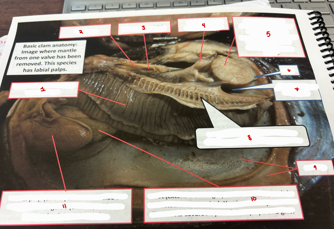 <p>Basic Clam Anatomy</p>