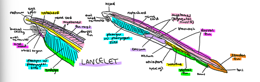 <p>lancelets</p>