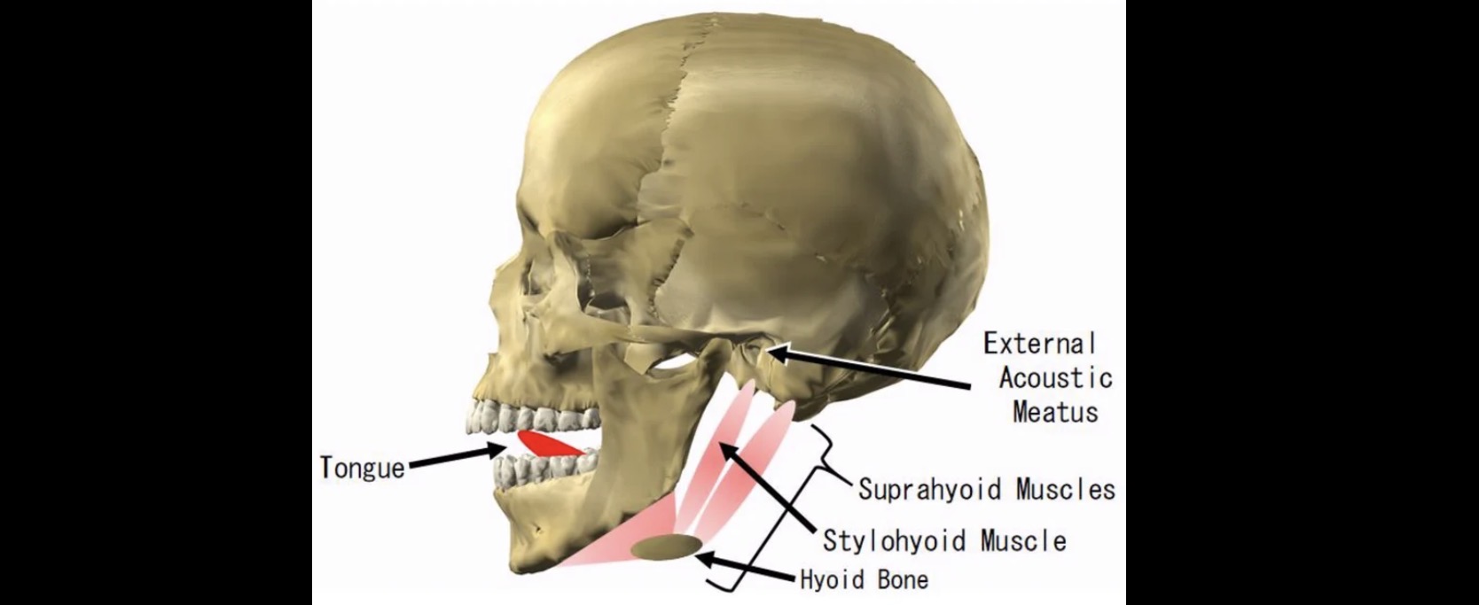 <p>Hole internal ear</p>