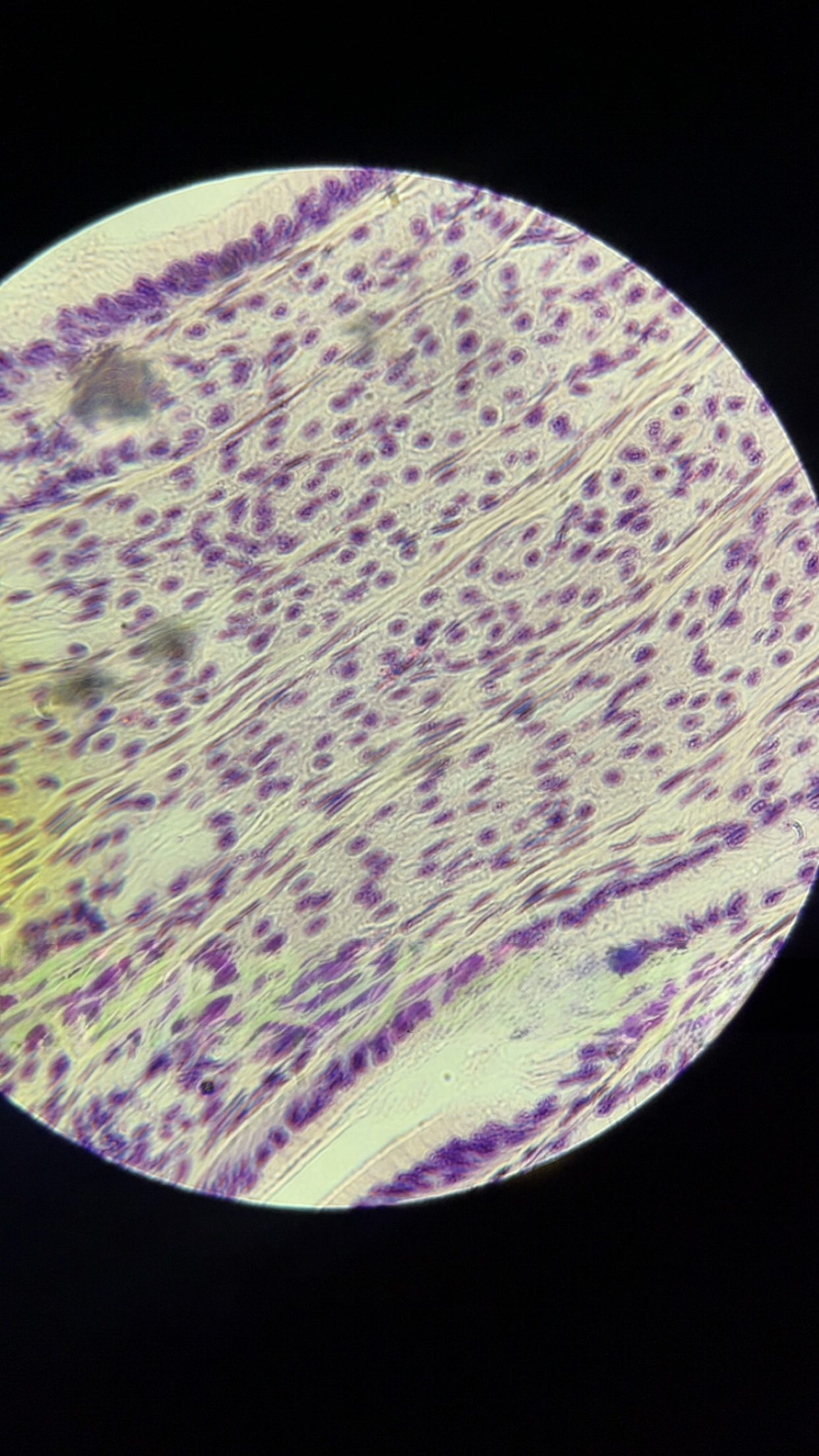 <p>what is this tissue </p>