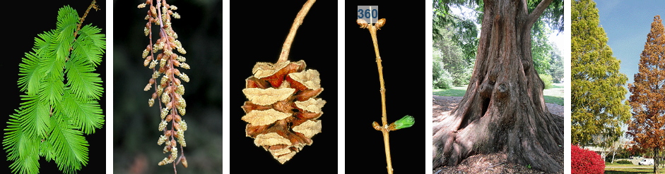 <p>distinct red peely bark cat scratch, disiguous conifer</p>