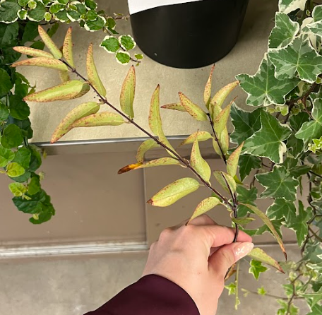 <ul><li><p>brown color on stem</p></li><li><p>only yellow coloring on flower</p><ul><li><p>similar to tree yellow bells</p></li><li><p>very small</p></li></ul></li><li><p>long internodes and thin stem</p></li></ul><p></p>