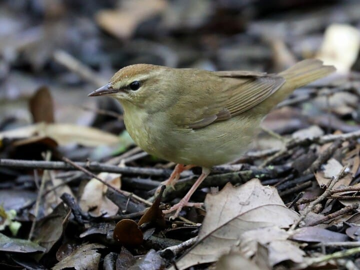 <p>swainson’s warbler </p><p>big bill proportionally to body <br>very plain warbler <br>solid rusty crown (vs dark stripes on Worm-Eating)</p>