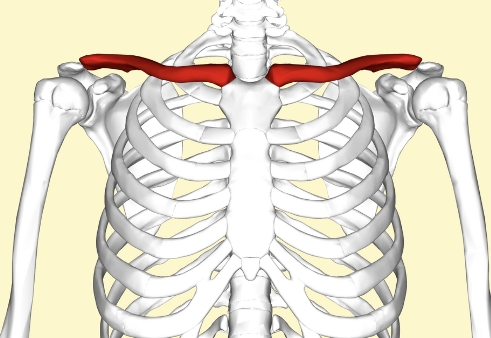 <p>Collarbone.</p>