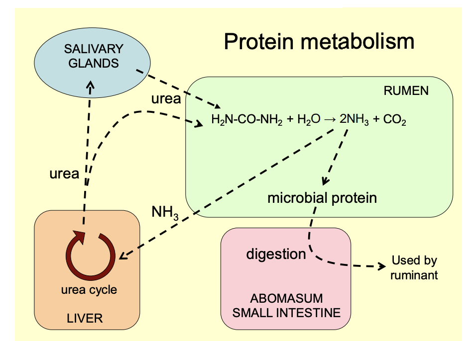 <ol><li><p>Urea enters the rumen both directly across wall and in saliva</p></li><li><p>microbs in rumen hydrolyze it to produce ammonia</p></li><li><p>incorporate into their own protein</p></li><li><p>ammonia not used reabsorbed by host</p></li><li><p>reconverted to urea in the liver</p></li><li><p>The host then digests the microbes when get to abomasum</p></li><li><p>amino acids are absorbed in the small intestine</p></li></ol><p></p>