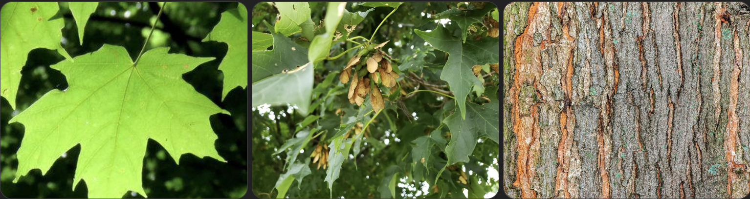 <p>Identify this tree</p>