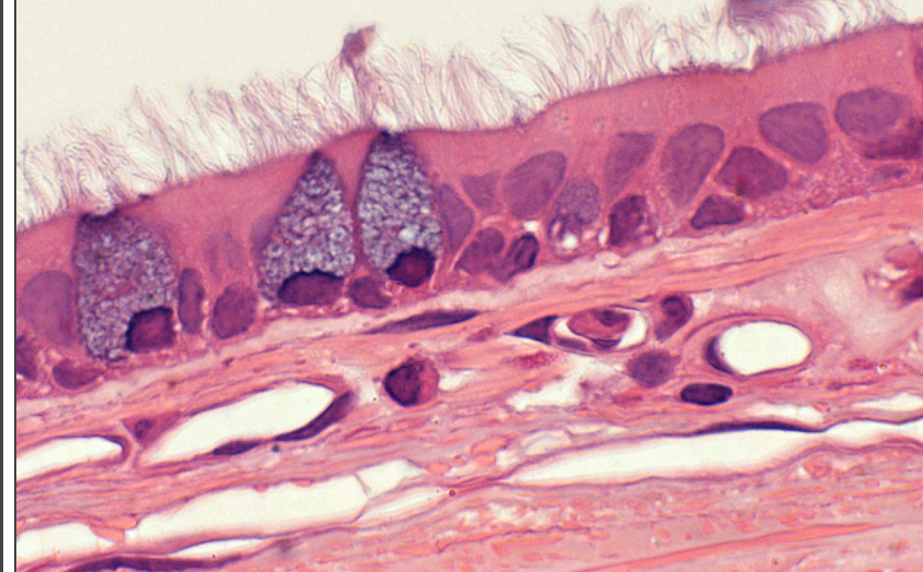 <p>what tissue type is this </p>