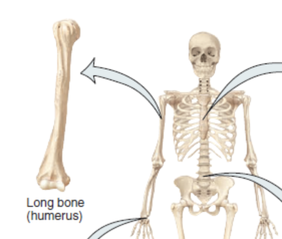 <p>Longer than they are wide </p><ul><li><p>Femur in thigh </p></li><li><p>Humerus in arm </p></li></ul><p></p>