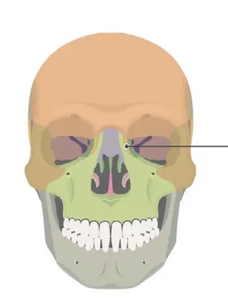 <p>One of the bones listed under the category of facial bones.</p>