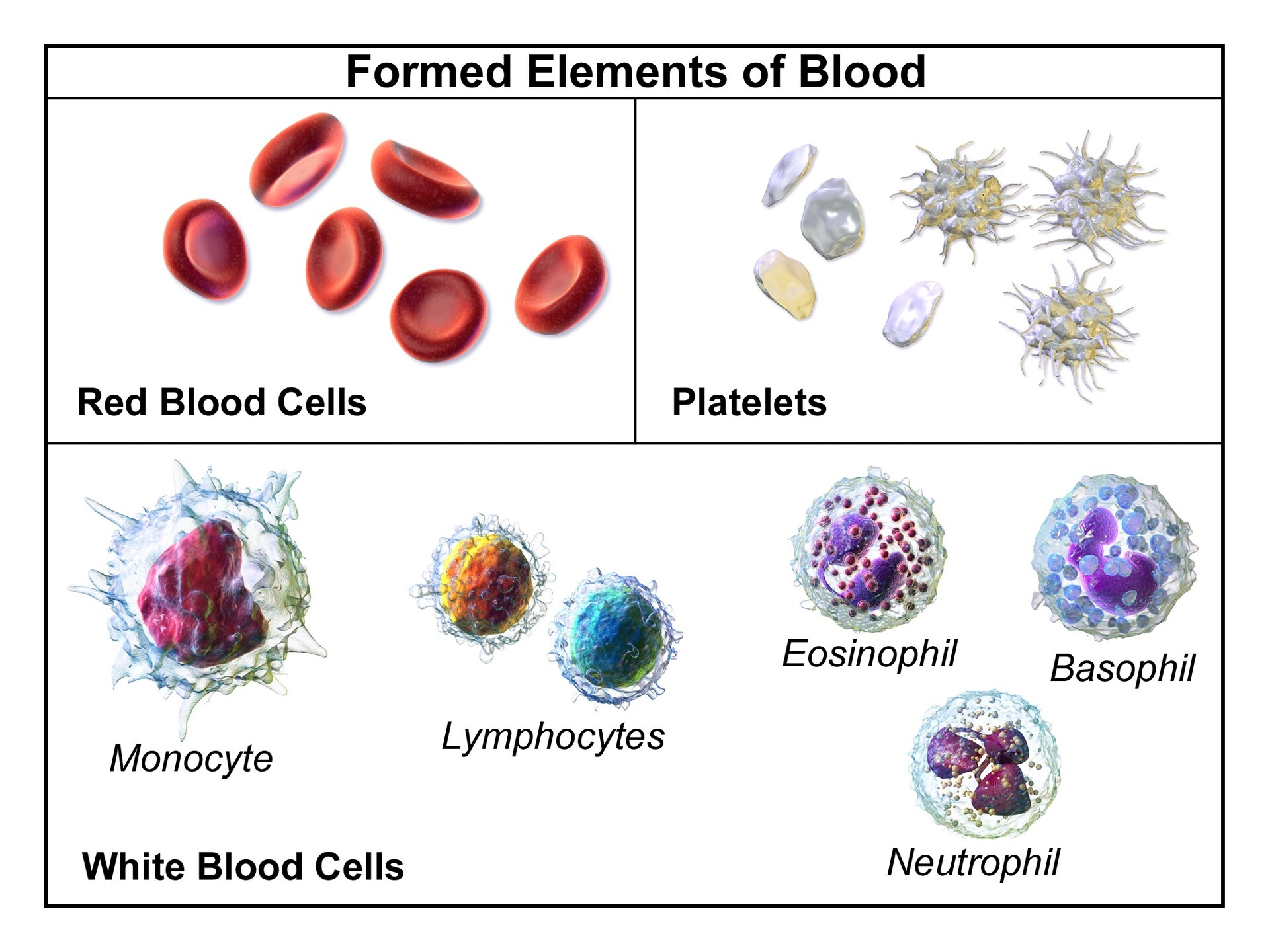 <p>the <strong>cellular components of blood</strong>, they’re called this because they are <strong>actual cells or cell fragments</strong>, as opposed to <strong>plasma</strong>, which is the fluid portion.</p><p>-Red blood cells (erythrocytes)</p><p>• White blood cells (leukocytes)</p><p>– Granular Leukocytes (nucleus looks segmented) • Neutrophils • Eosinophils • Basophils</p><p>– Agranular (nucleus is whole) Leukocytes • Lymphocytes • Monocytes • Platelets</p><p>45% of whole blood</p>