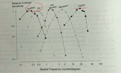 <p>Based on the following graph, it is clear that a cat, as compared to a human (peak at 4 cpd), can see better in terms of contrast processing of small/large objects, which means that cats have a worse/better visual acuity than humans</p>