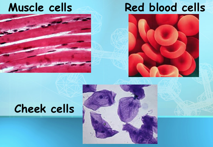 <p>Specialized Animal Cells</p>