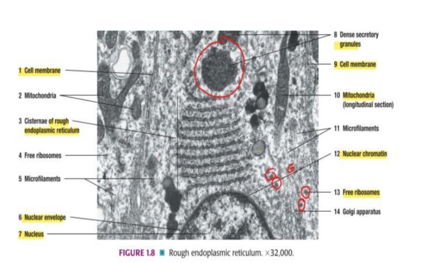 term image