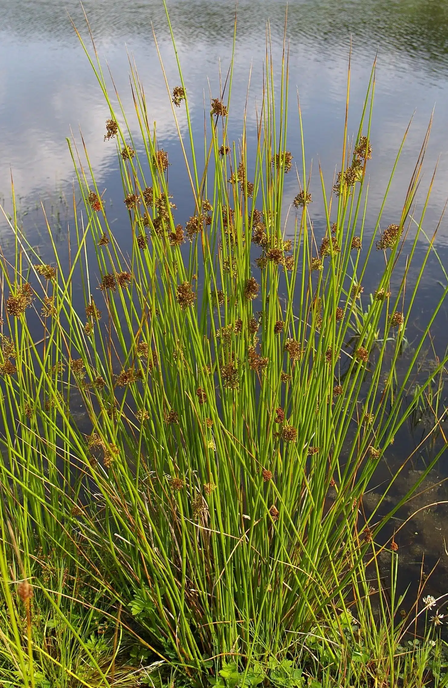 <p><span><em> Juncus </em></span><em>effusus</em></p>