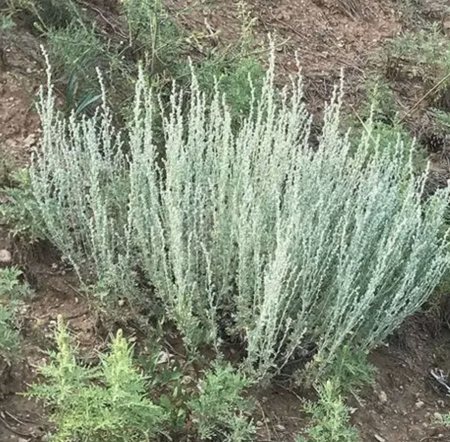 <p>Artemisia frigida</p>