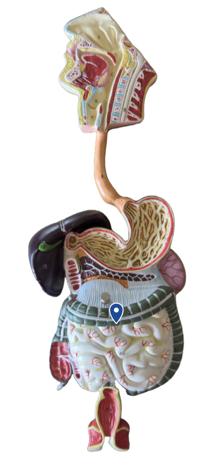 <p>Name this segment of the large intestine.</p>