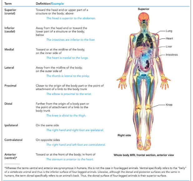 <p>Re: Orientation and Directional Terms</p>