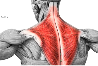 <ul><li><p>C7-T12 vertebrae</p></li><li><p>Action: elevates, retracts, depresses, and upwardly rotates scapula</p></li><li><p>innervation: Motor: <span style="color: red;">spinal accessory nerve</span> (CN XI)</p></li></ul><p></p>