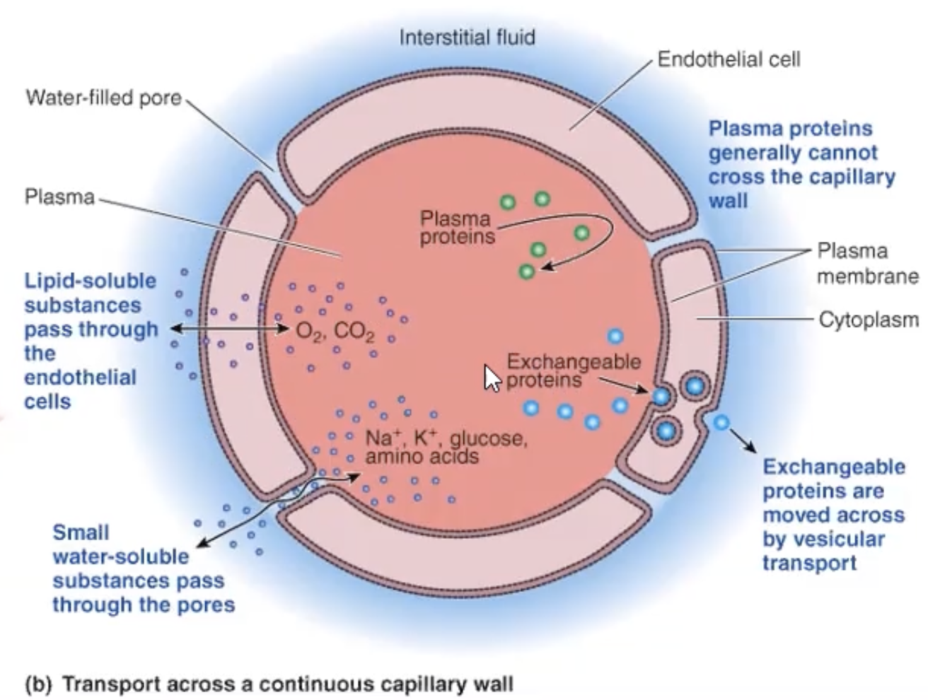 <p>joined together w/ water filled pores = passage of water soluble substances </p><ul><li><p>Na, K, glucose</p></li></ul><p>lipid soluble pass thorugh lipid bilayer </p><ul><li><p>O2, CO2</p></li></ul><p></p>